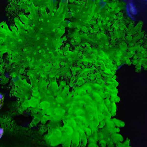 Deep Green Acropora Coral