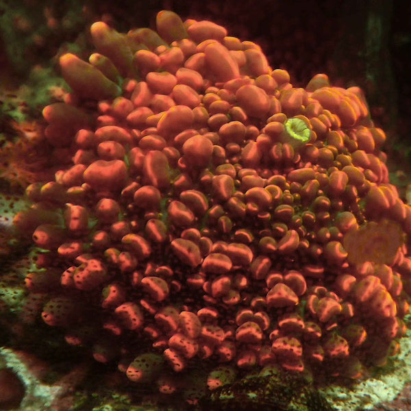 Doughboy Mushroom Coral