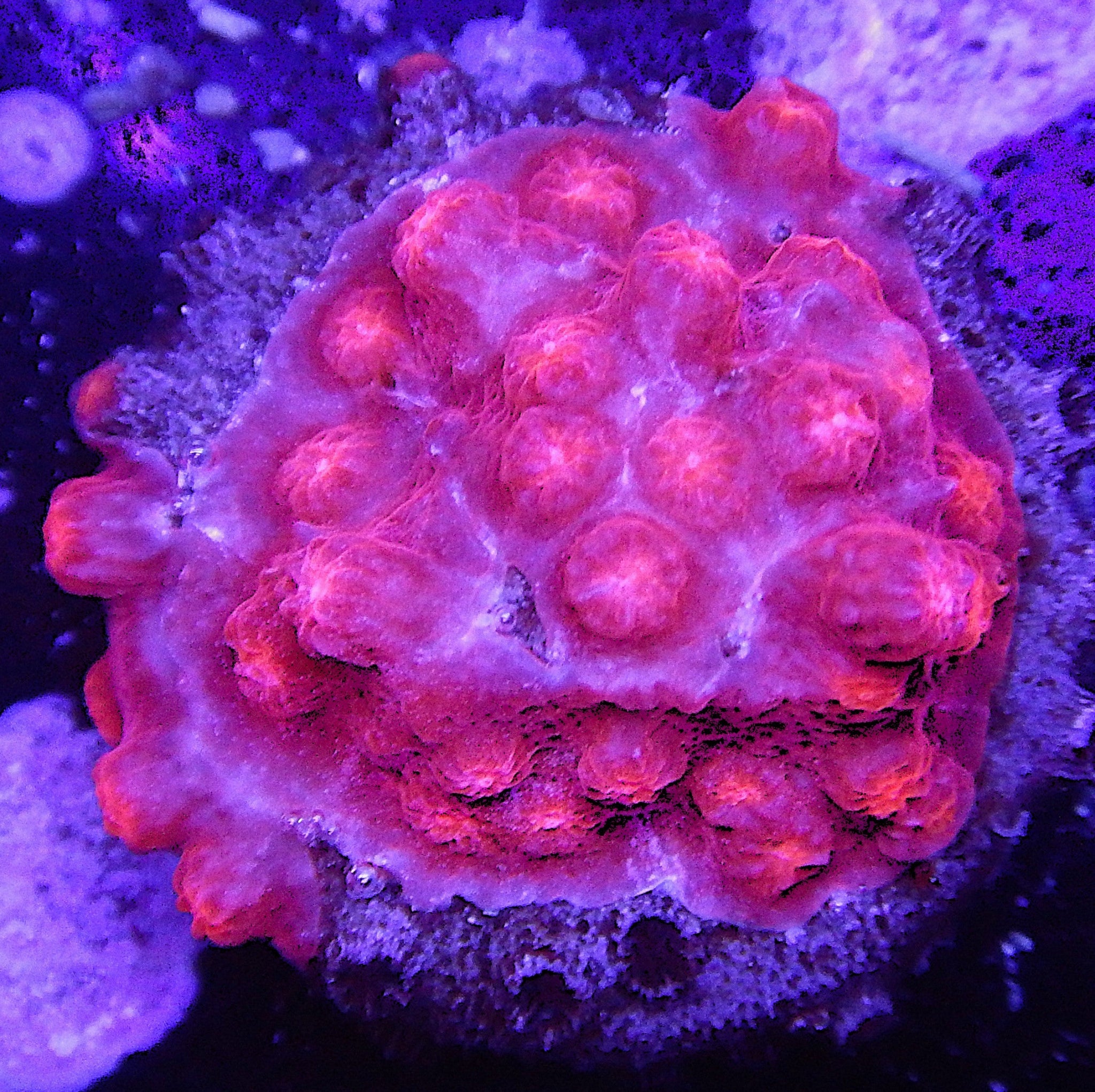 ECC Drogon Cyphastrea