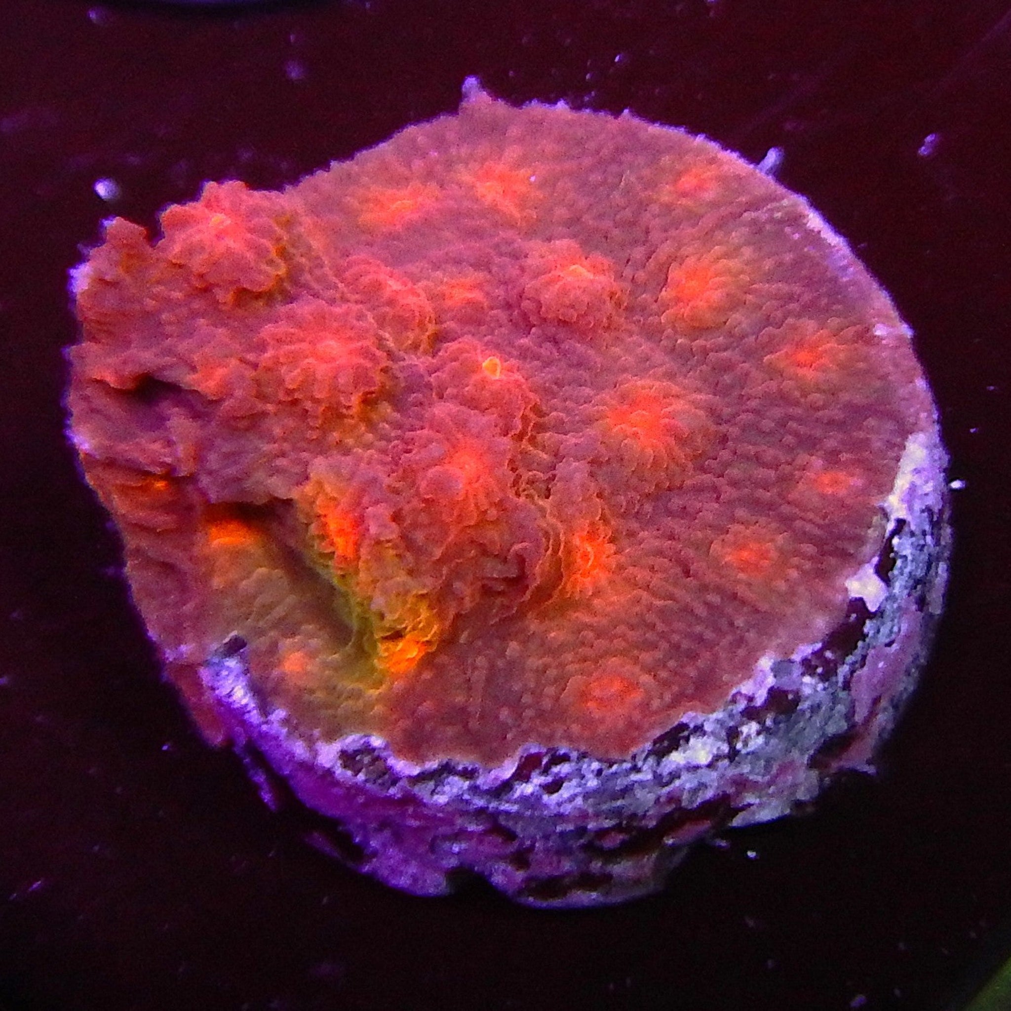 ECC Drogon Cyphastrea