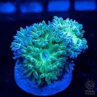 Green Duncan Coral
