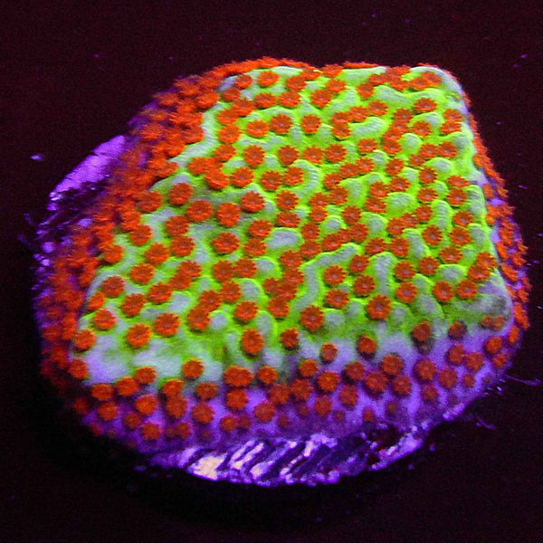 ECC Aquaman Montipora Coral
