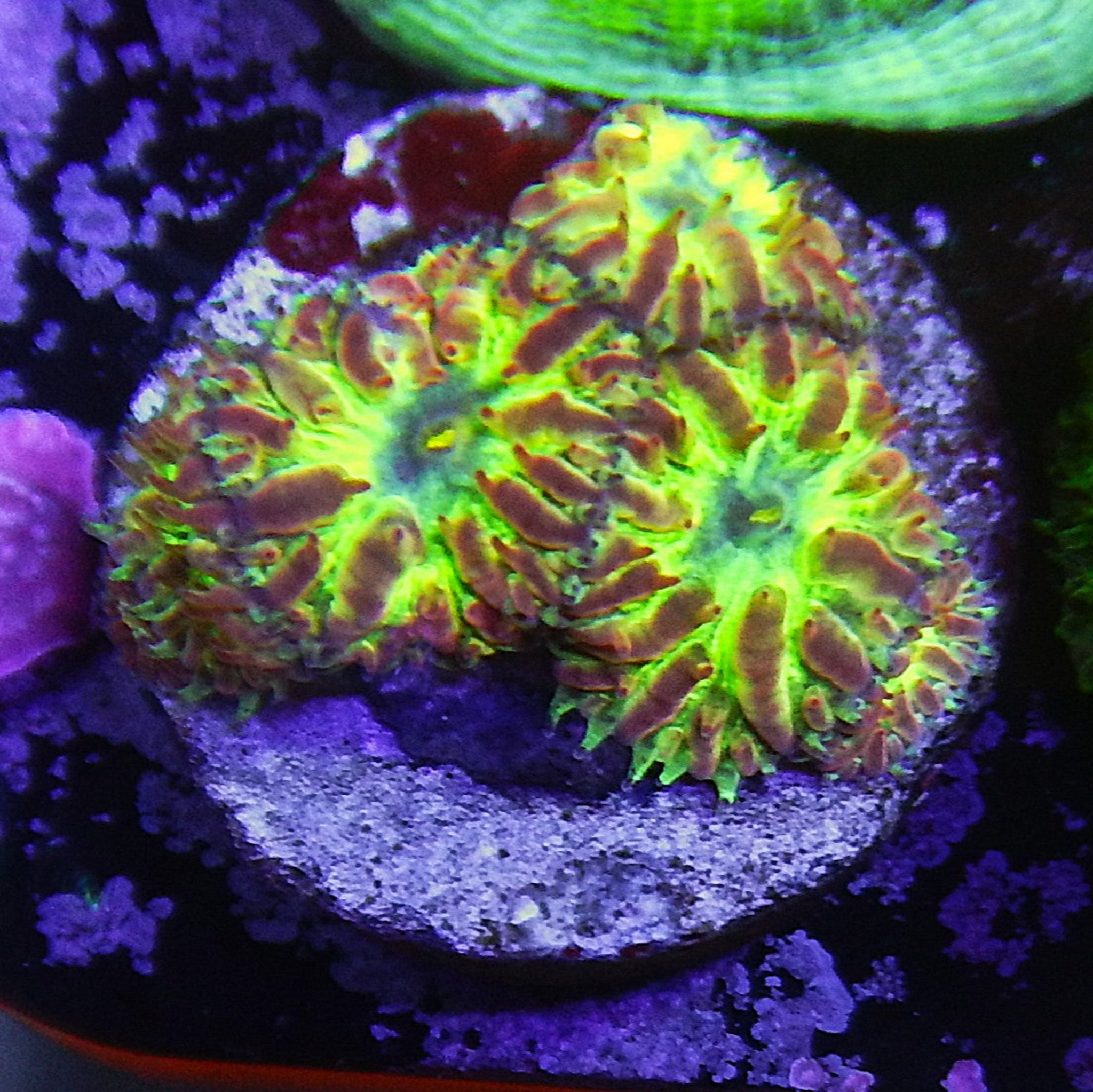 ECC Blind Eye Blastomussa Merletti - Cfcorals