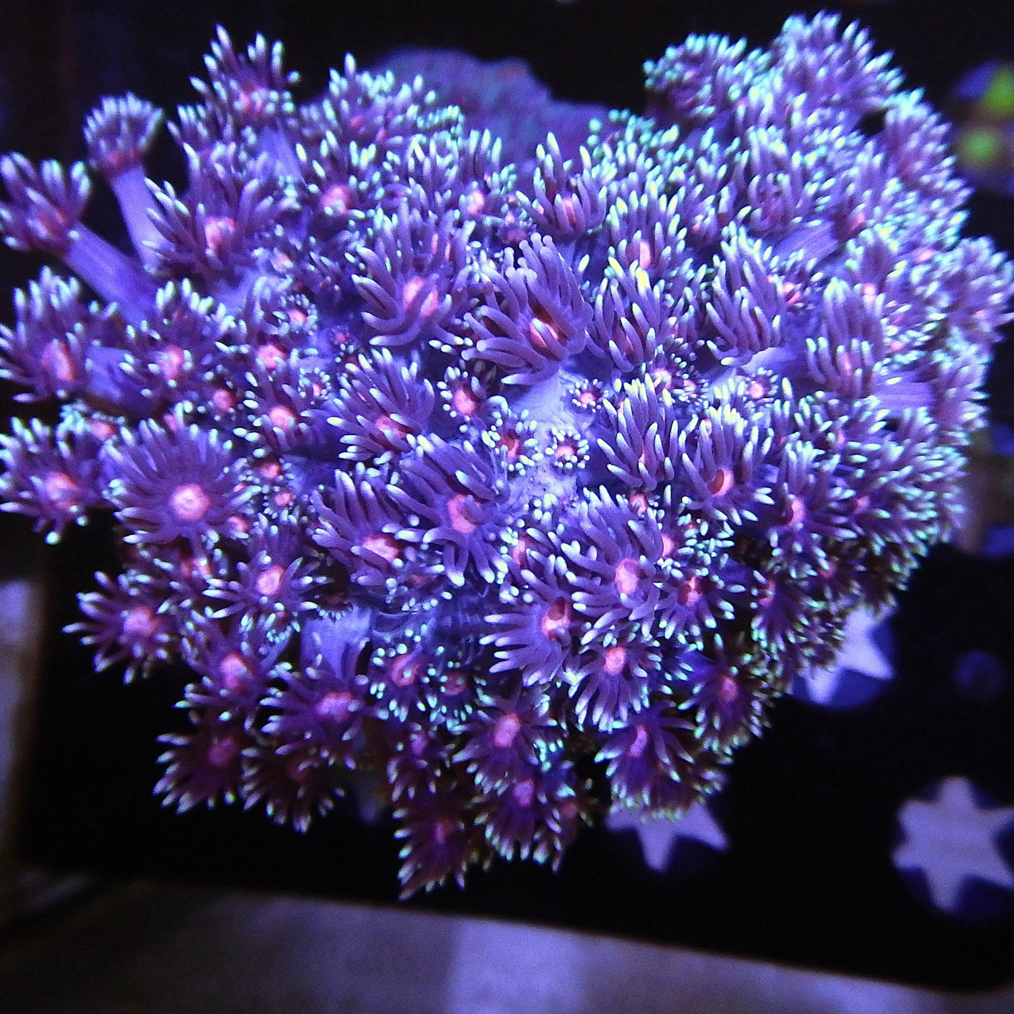 ECC Cookies & Cream Cauliflower - Cfcorals