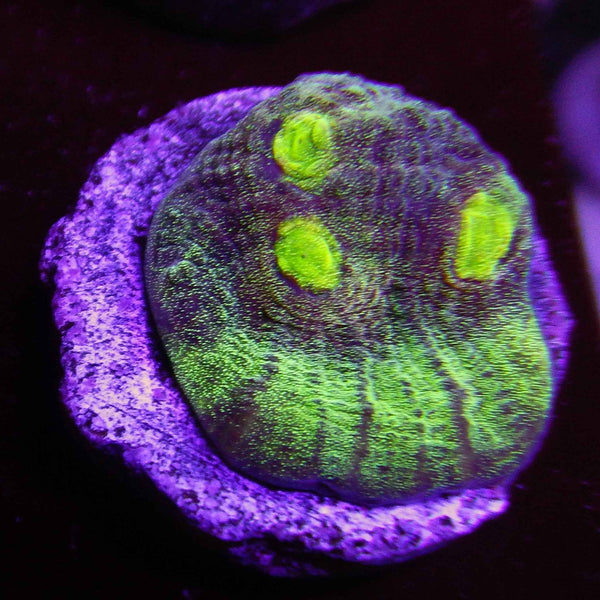 ECC Dragon Tamer Chalice Coral