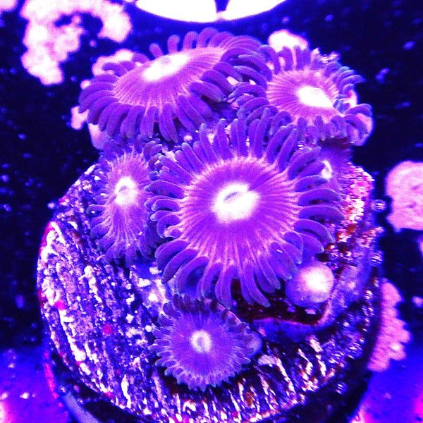 ECC Plasma Cutter Zoanthid Coral
