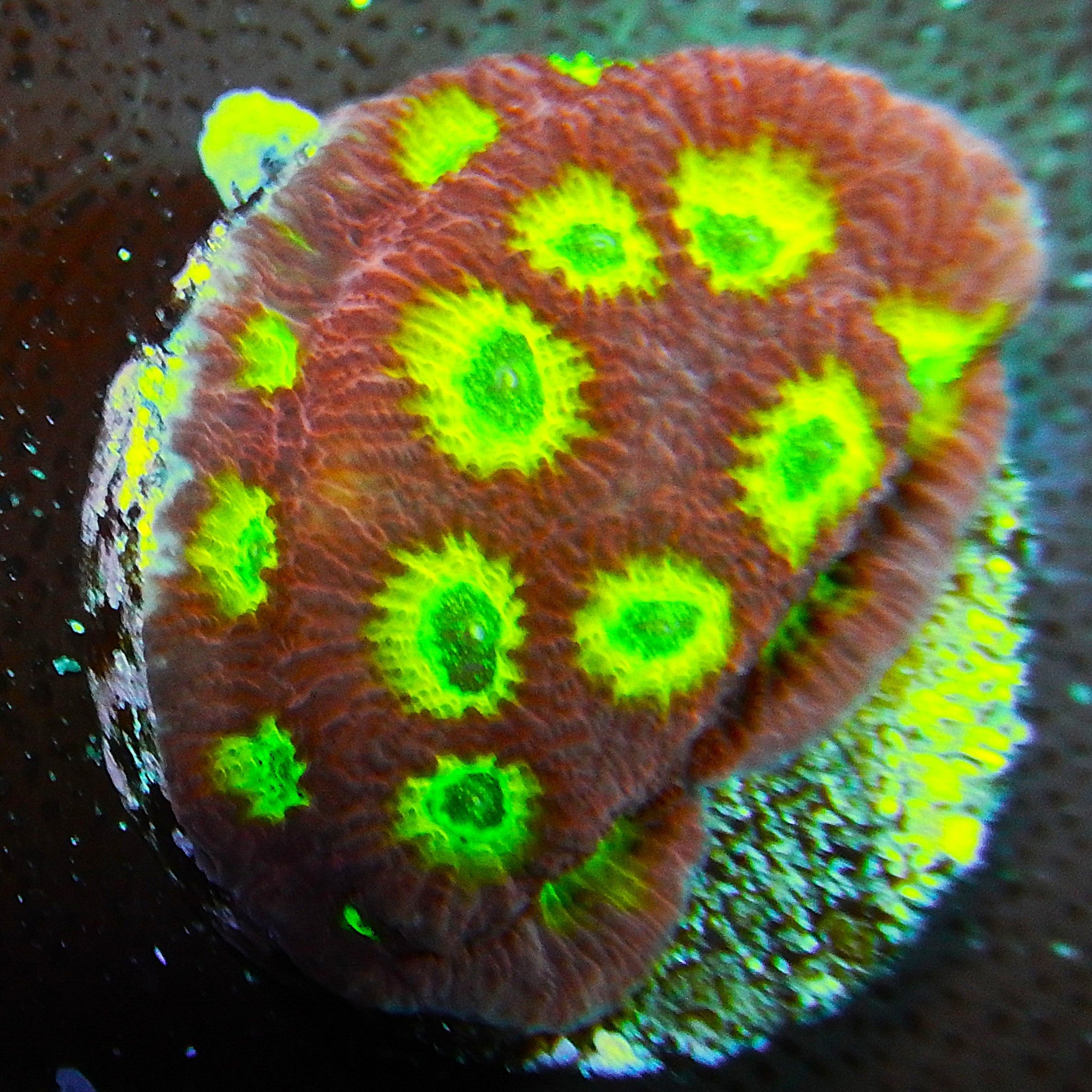 ECC Ring of Fire Favites