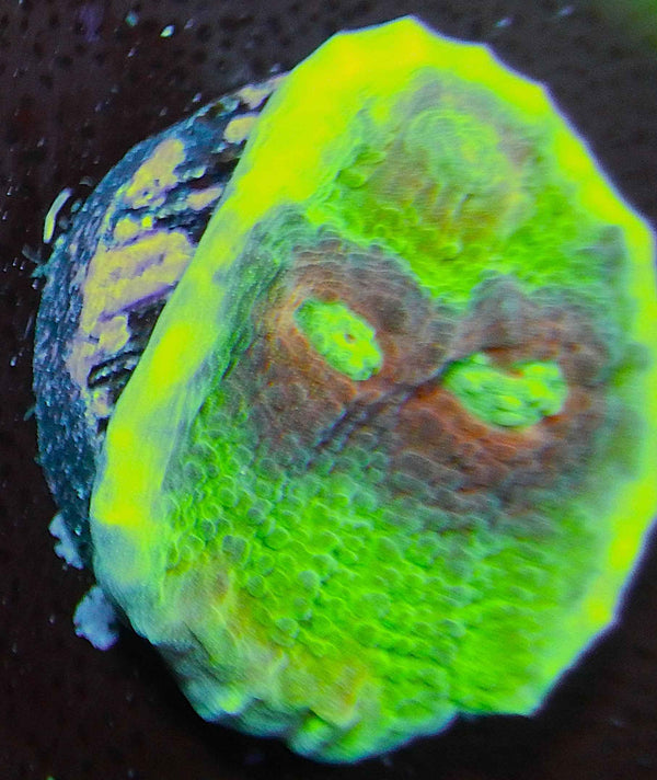 Time Capsule Chalice Coral