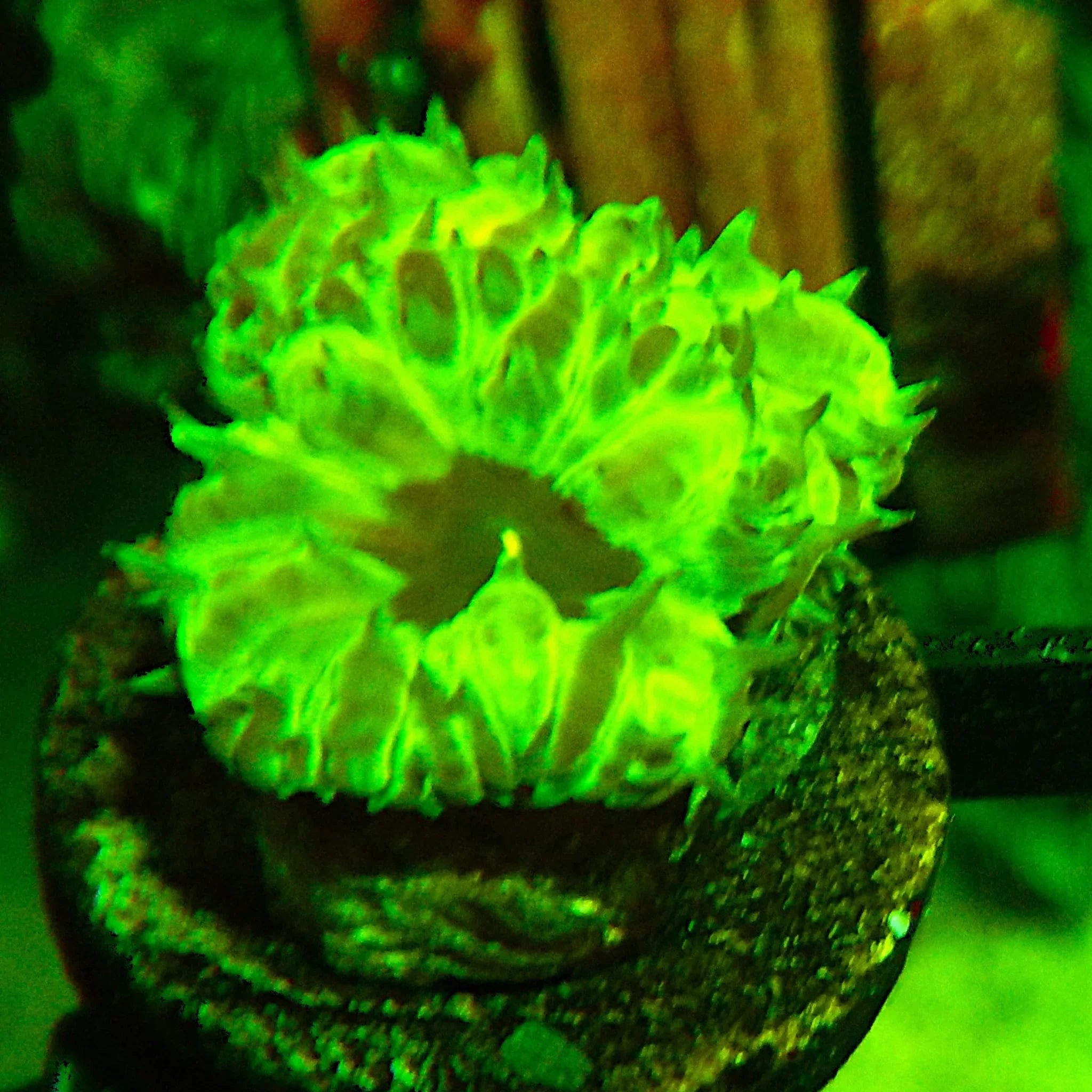 ECC PPE Blastomussa Merletti - Cfcorals