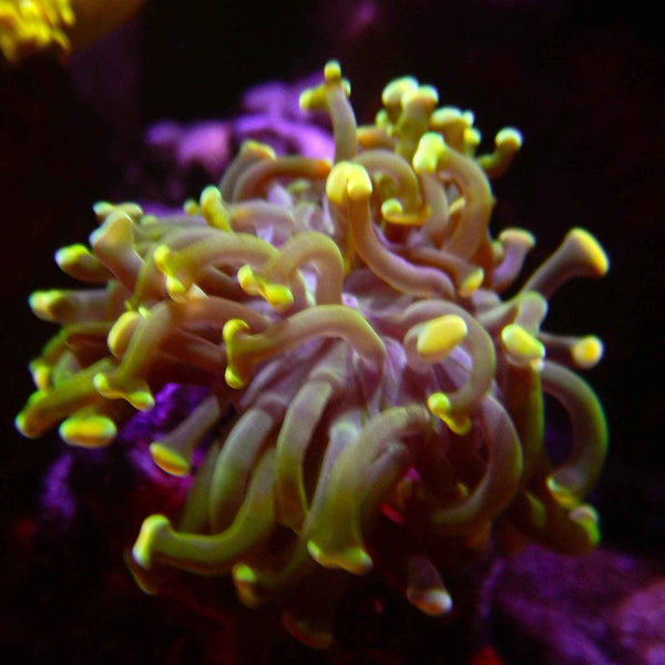 ECC Prometheus Hammer Coral