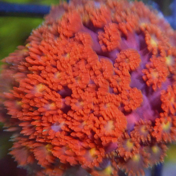 ECC Time Warp Goniopora Coral