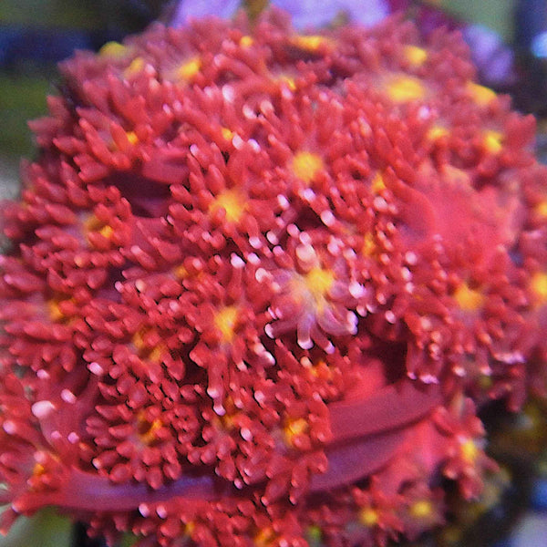 ECC Pink Lemon Drop Goniopora Coral