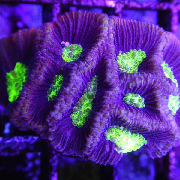 Neon Green Purple Favia Coral *
