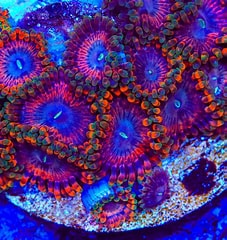 Fairy Fart Zoa  CFC