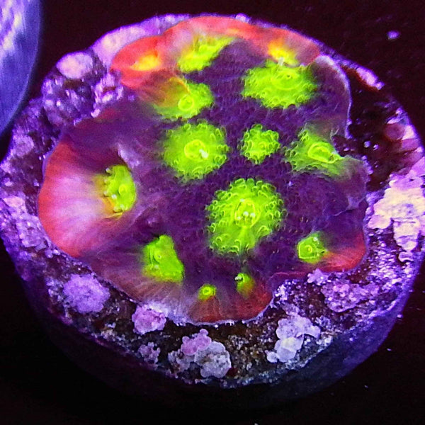 ECC Falcon Favia Coral