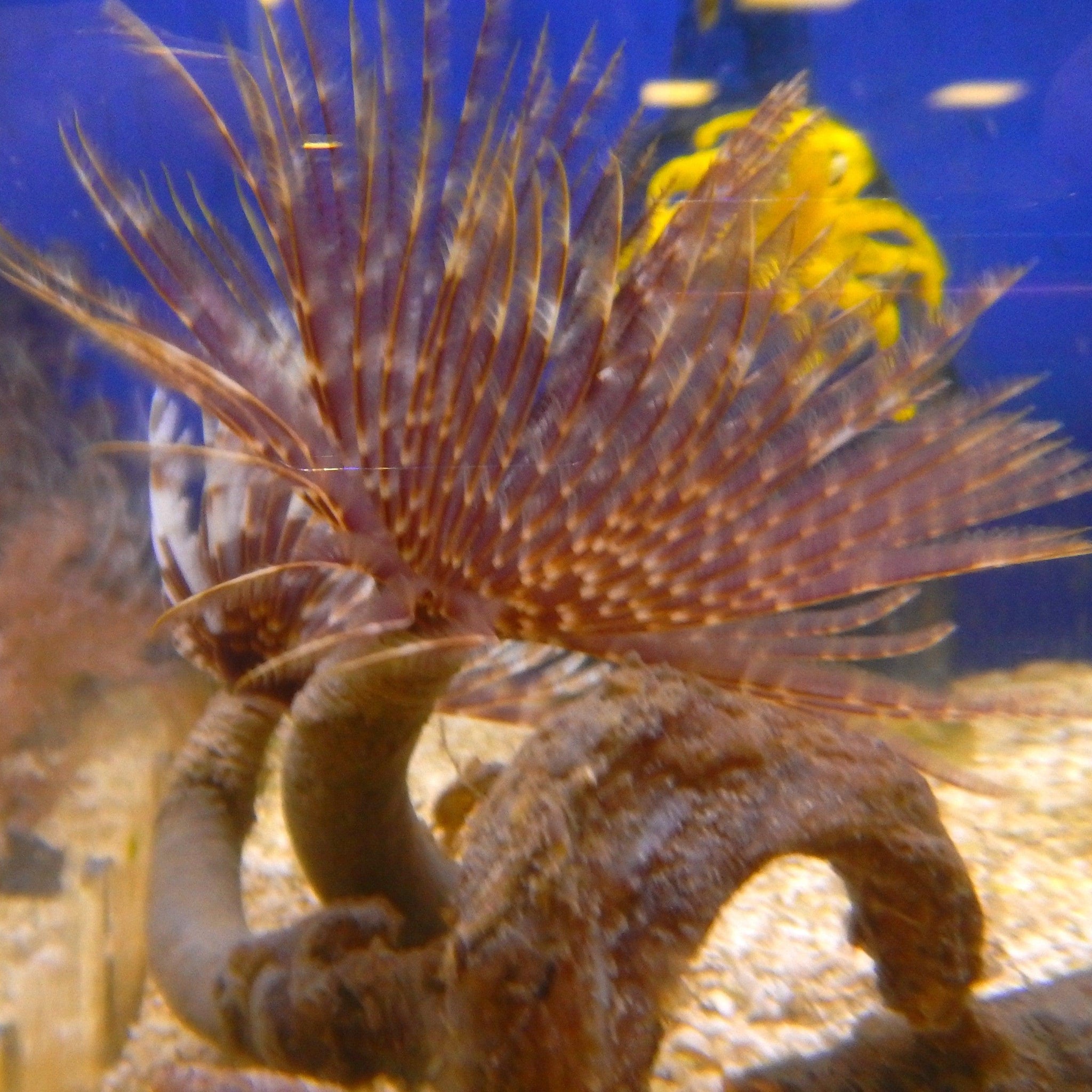 Feather Duster *