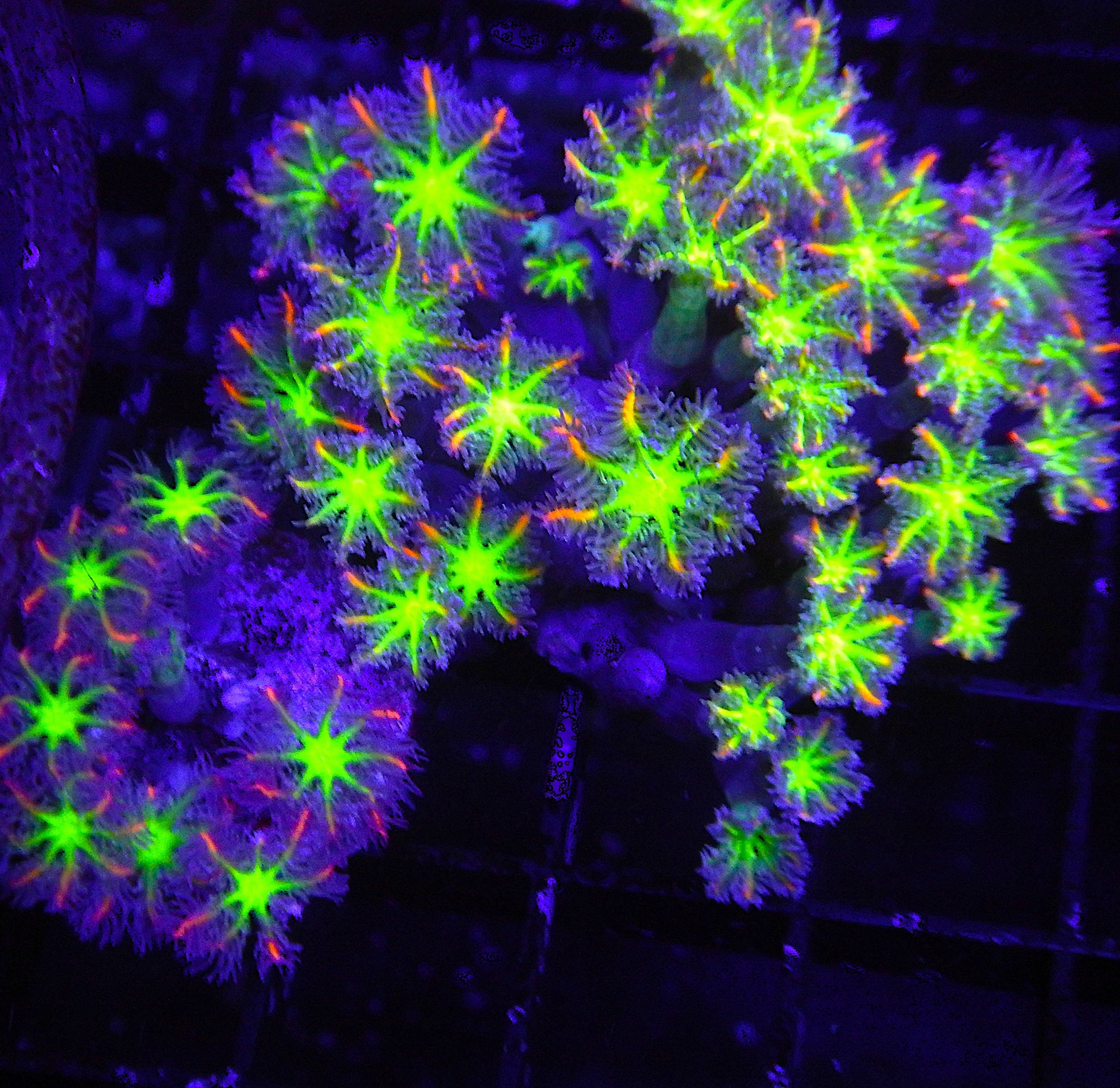 Fireworks Clove polyps
