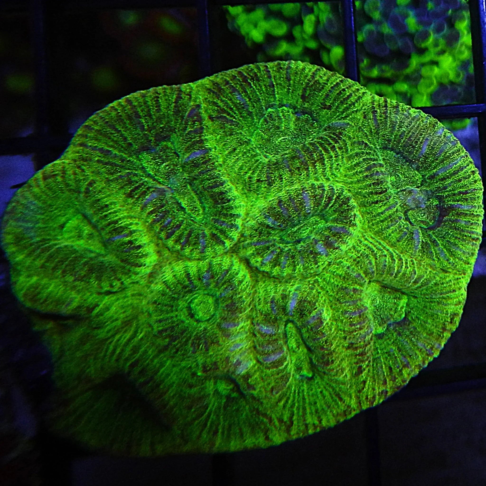Fluted Moon Coral - Cfcorals