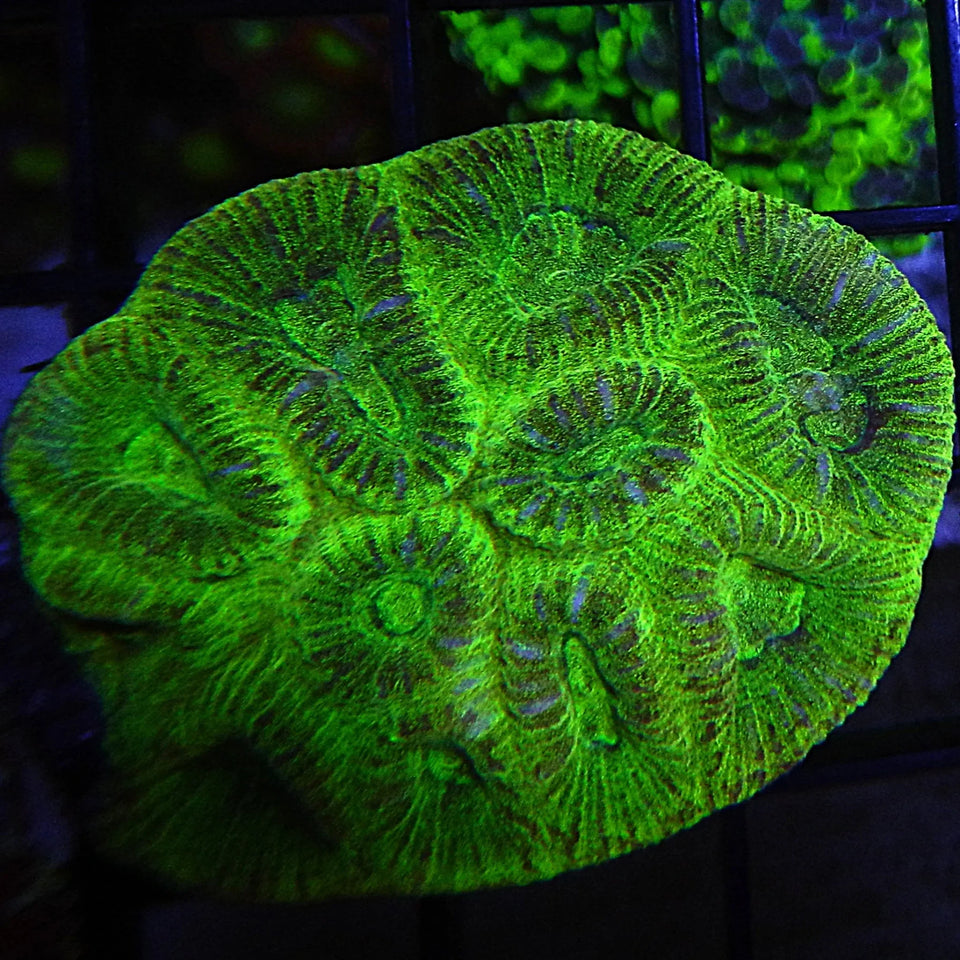Favia Corals