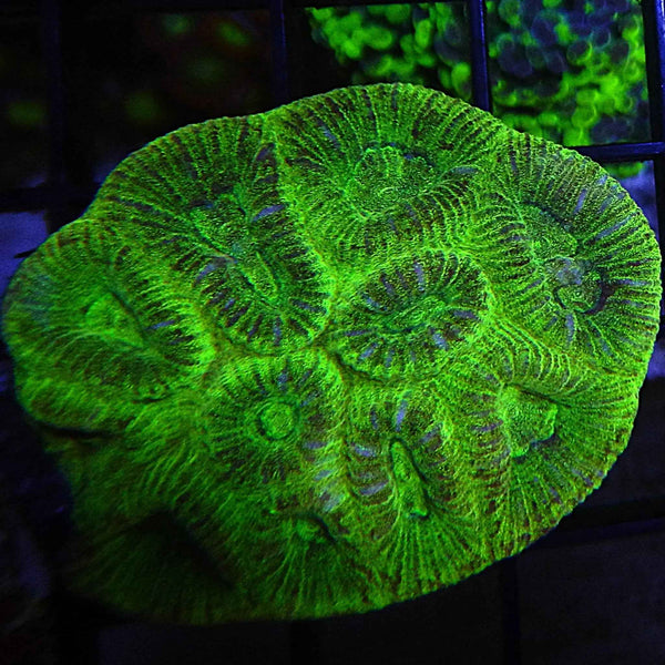 Fluted Moon Coral
