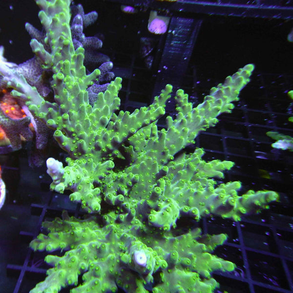 Frogskin Acropora Coral