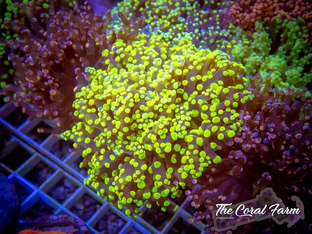 Gold bi color Frogspawn CFC