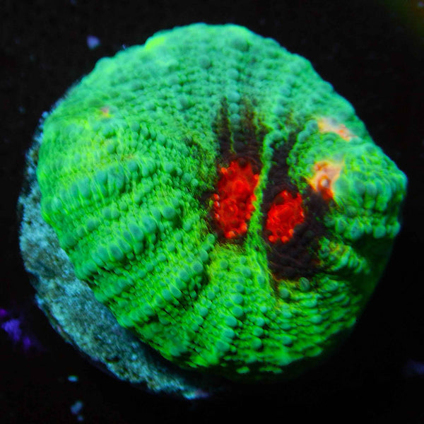 ECC Frost Fire Chalice Coral