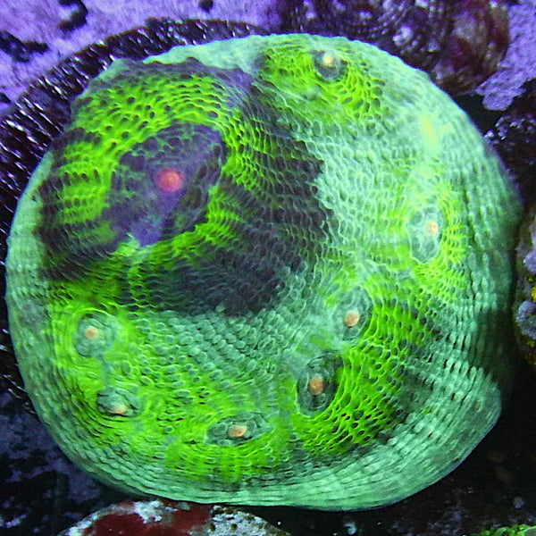 GB Avatar Chalice Coral