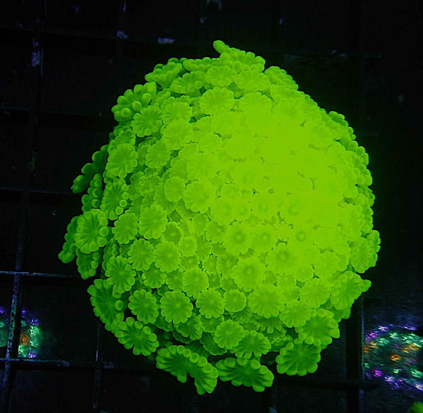 Garden of Eden Goniopora Coral