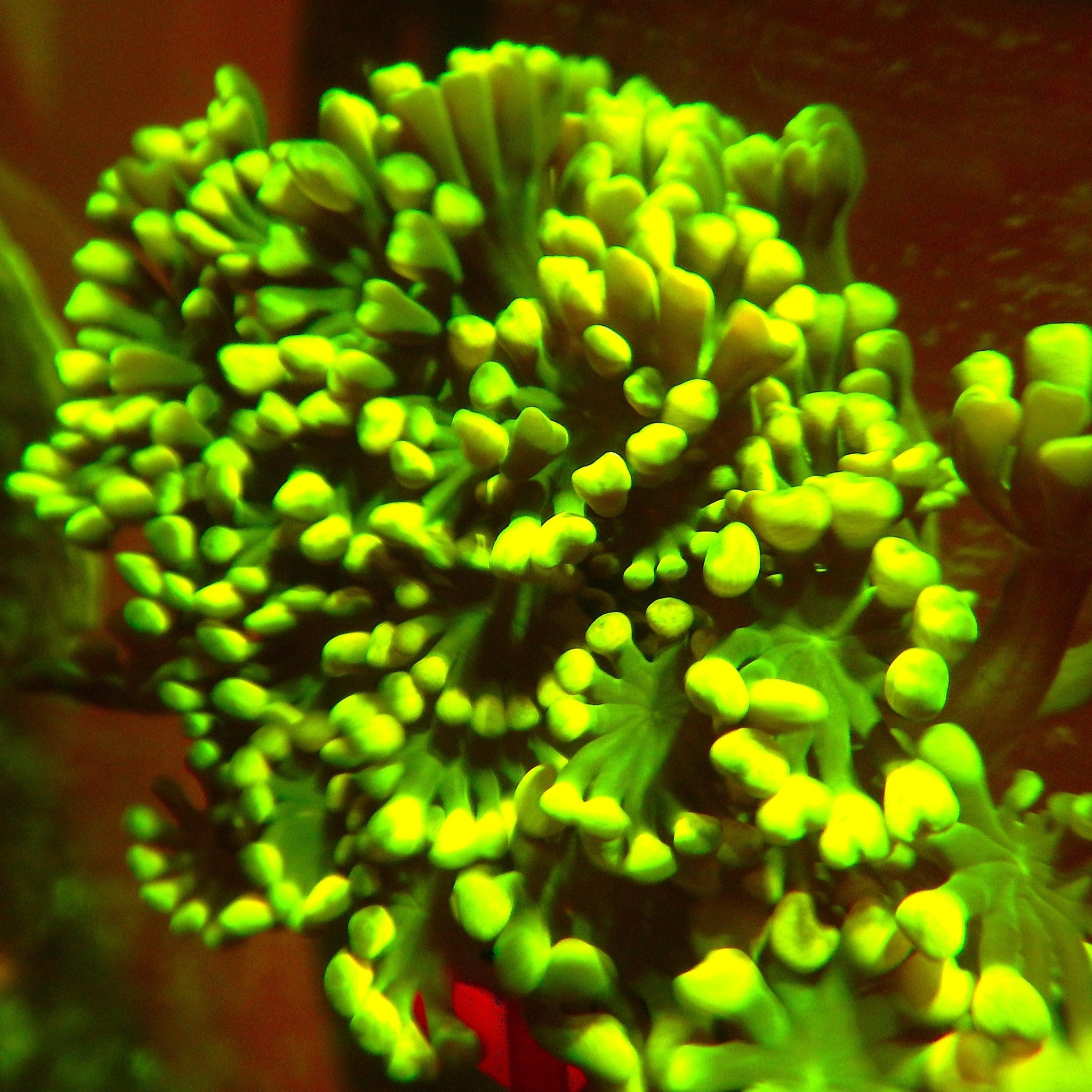 Garden of Eden Goniopora ^