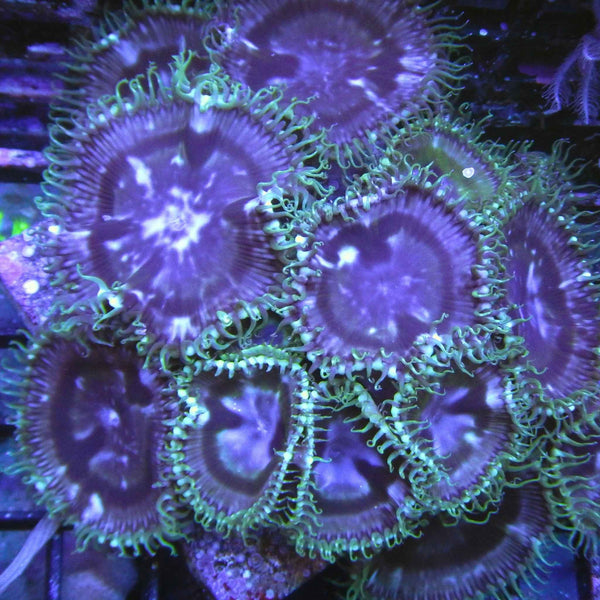 Gladis Palythoa Coral *