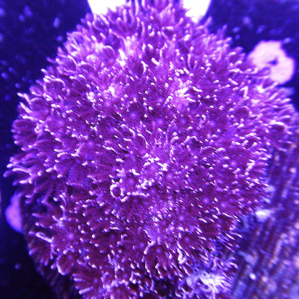 Galaxea Corals