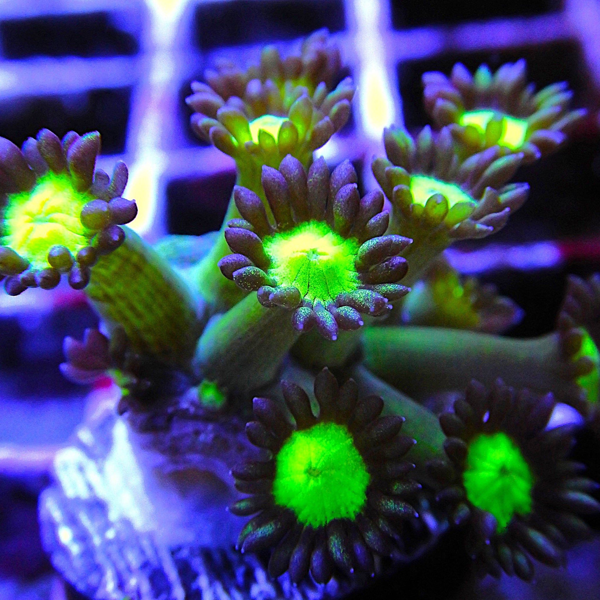 Grape Sparkles Goniopora *