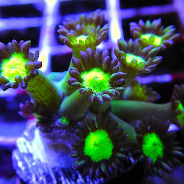 Grape Sparkles Goniopora Coral *