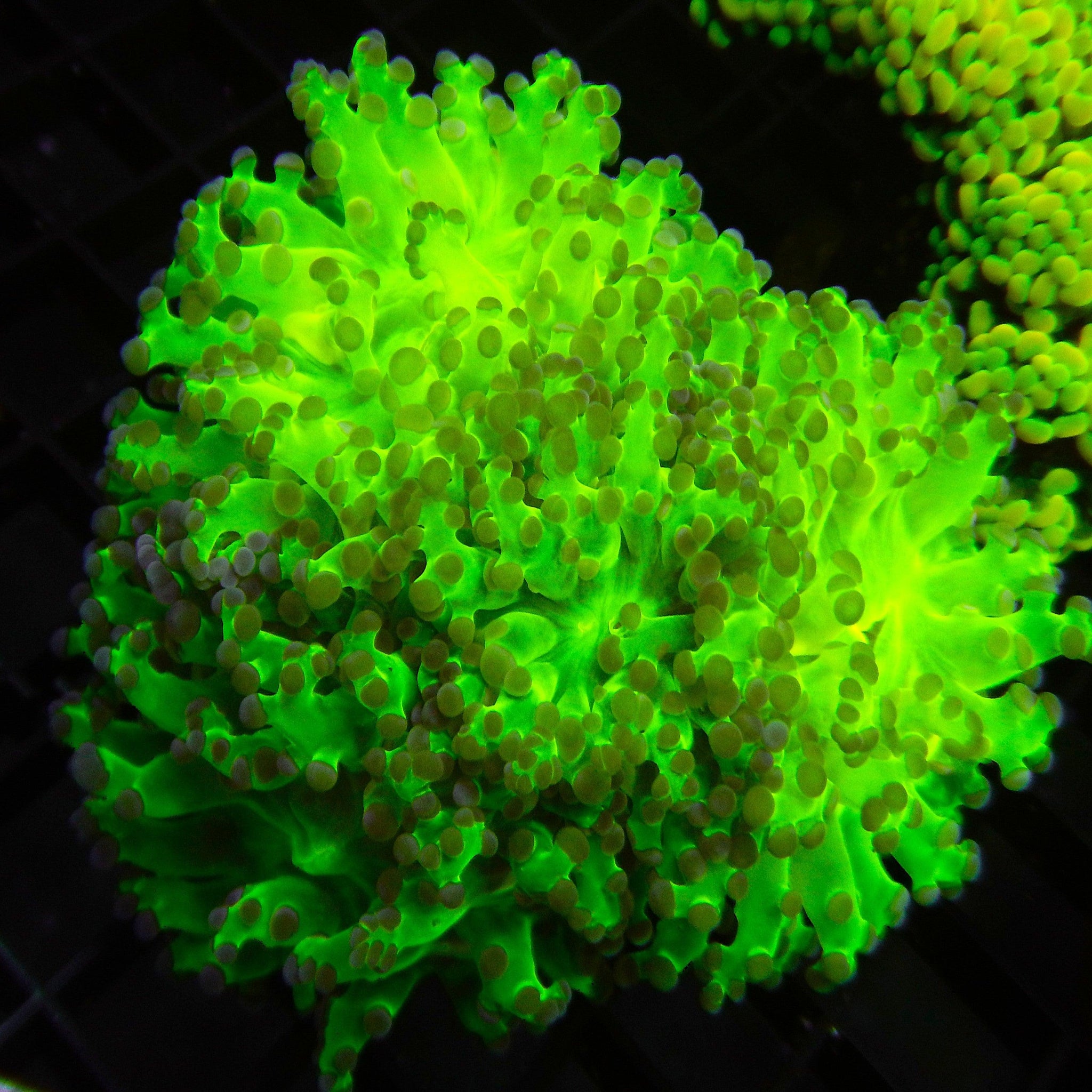 Green Octospawn