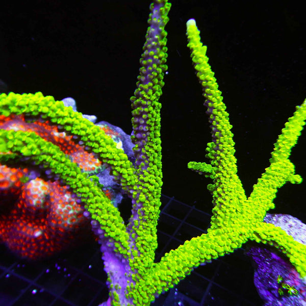 Green Slimmer Acropora