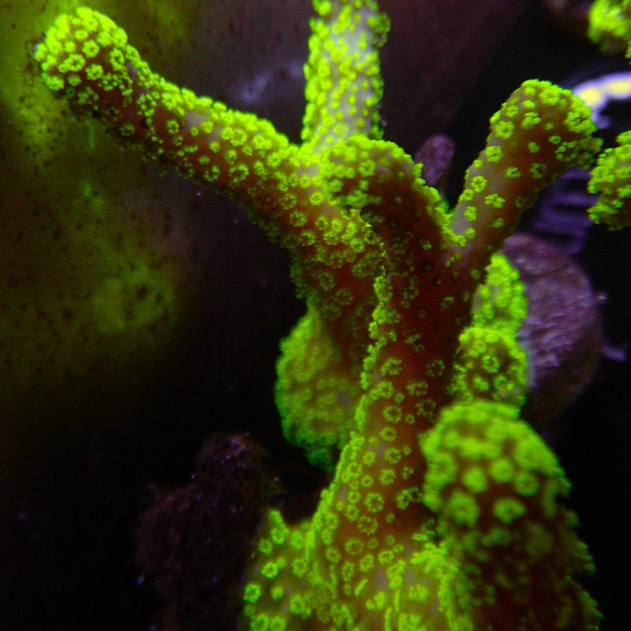 Green Stylophora