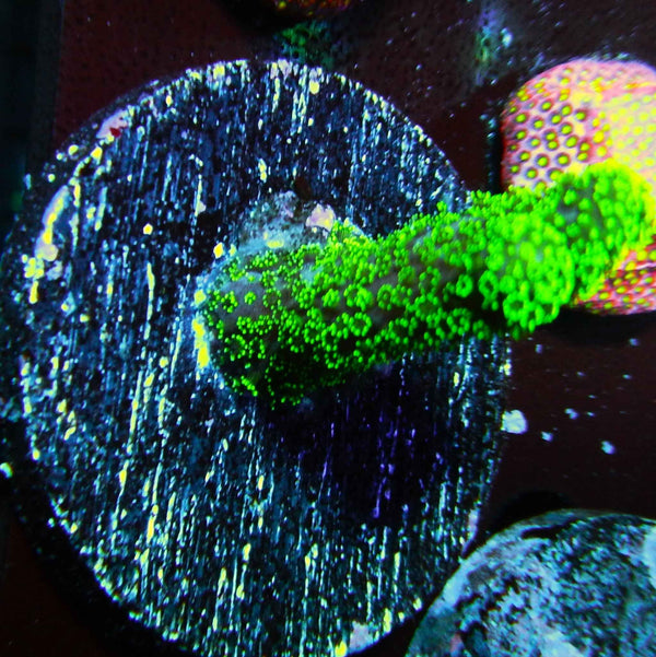 Green Stylophora Coral