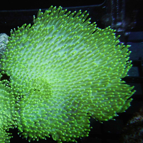 Green Toadstool Coral