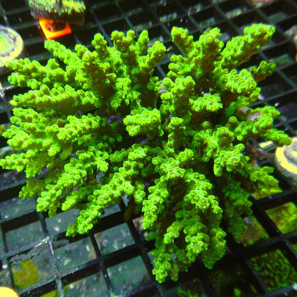 Green Fiji Acropora Coral