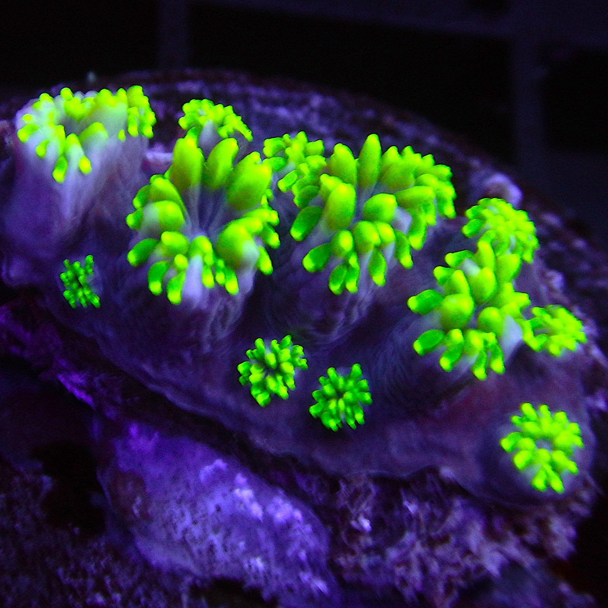 Green Galaxea