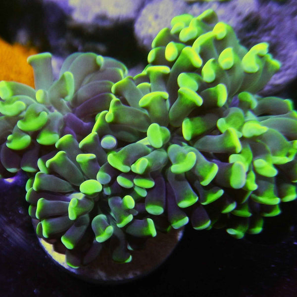 Green Hammer Coral