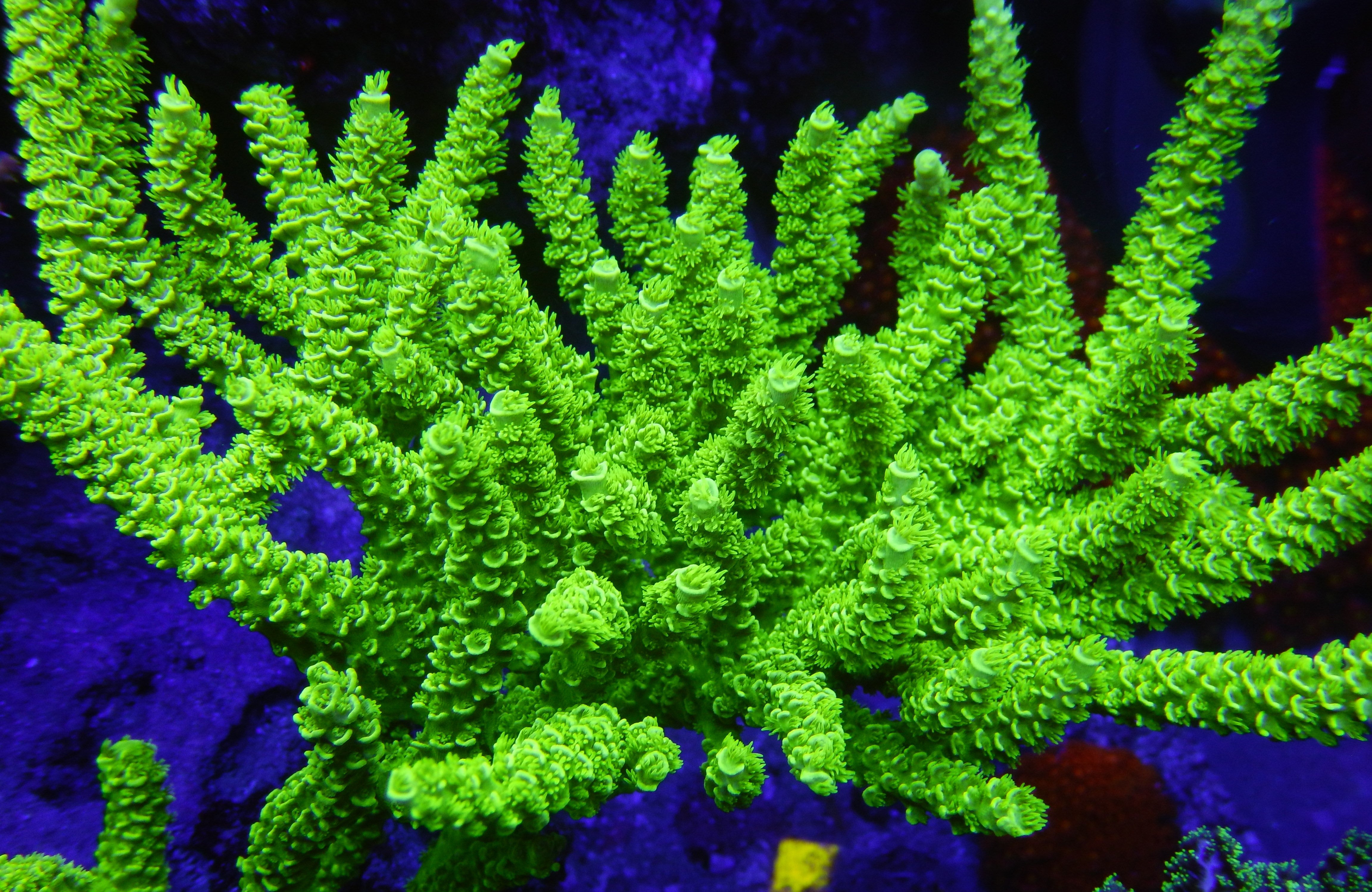 Green Mother Acropora- TFT