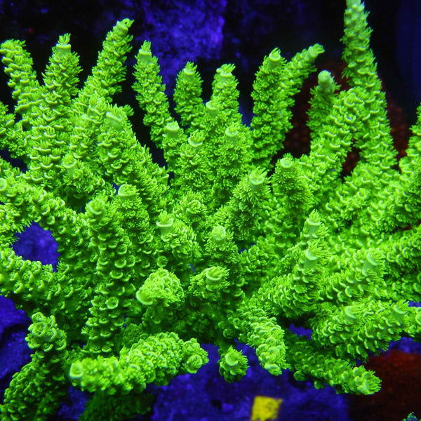 Green Acropora Coral *