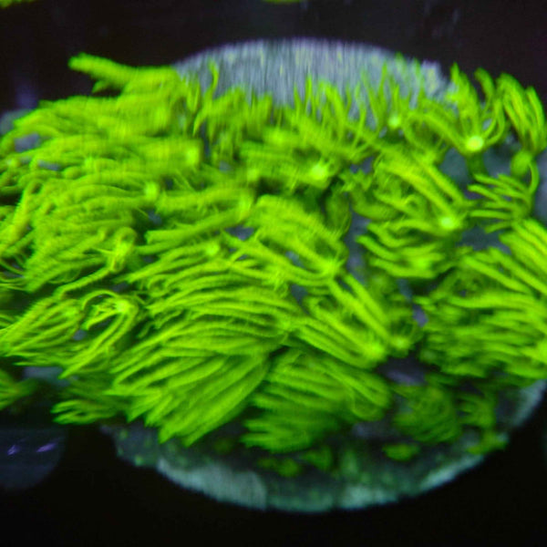 Green Star Polyps