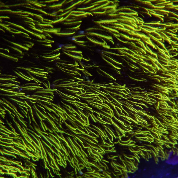 Green Star Polyps