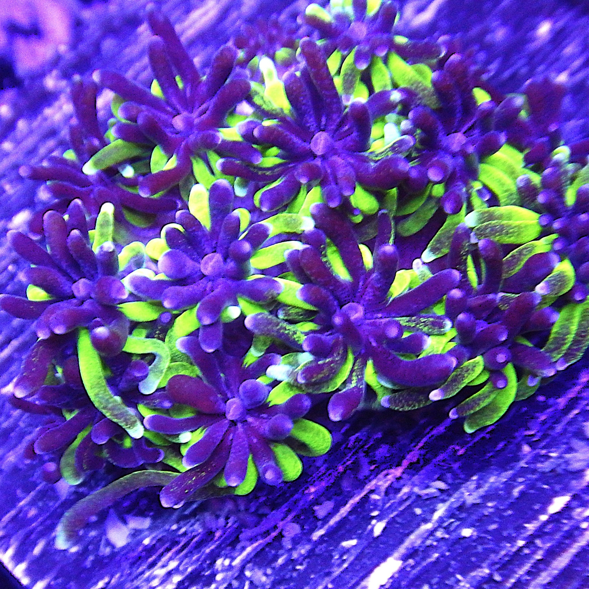 Green Galaxea