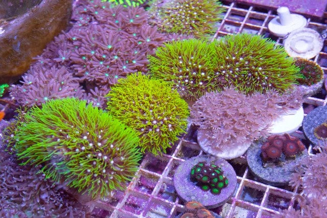 Green Star Polyps  CFC