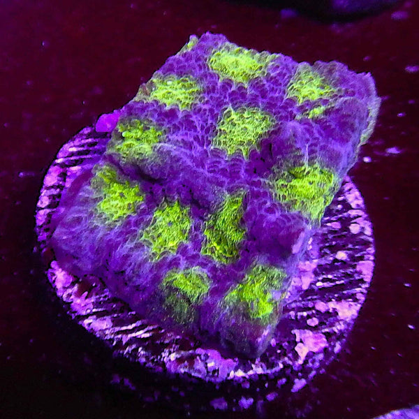 ECC Hell Rider Favia Coral