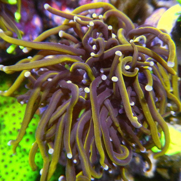 Hellfire Gold Torch Coral